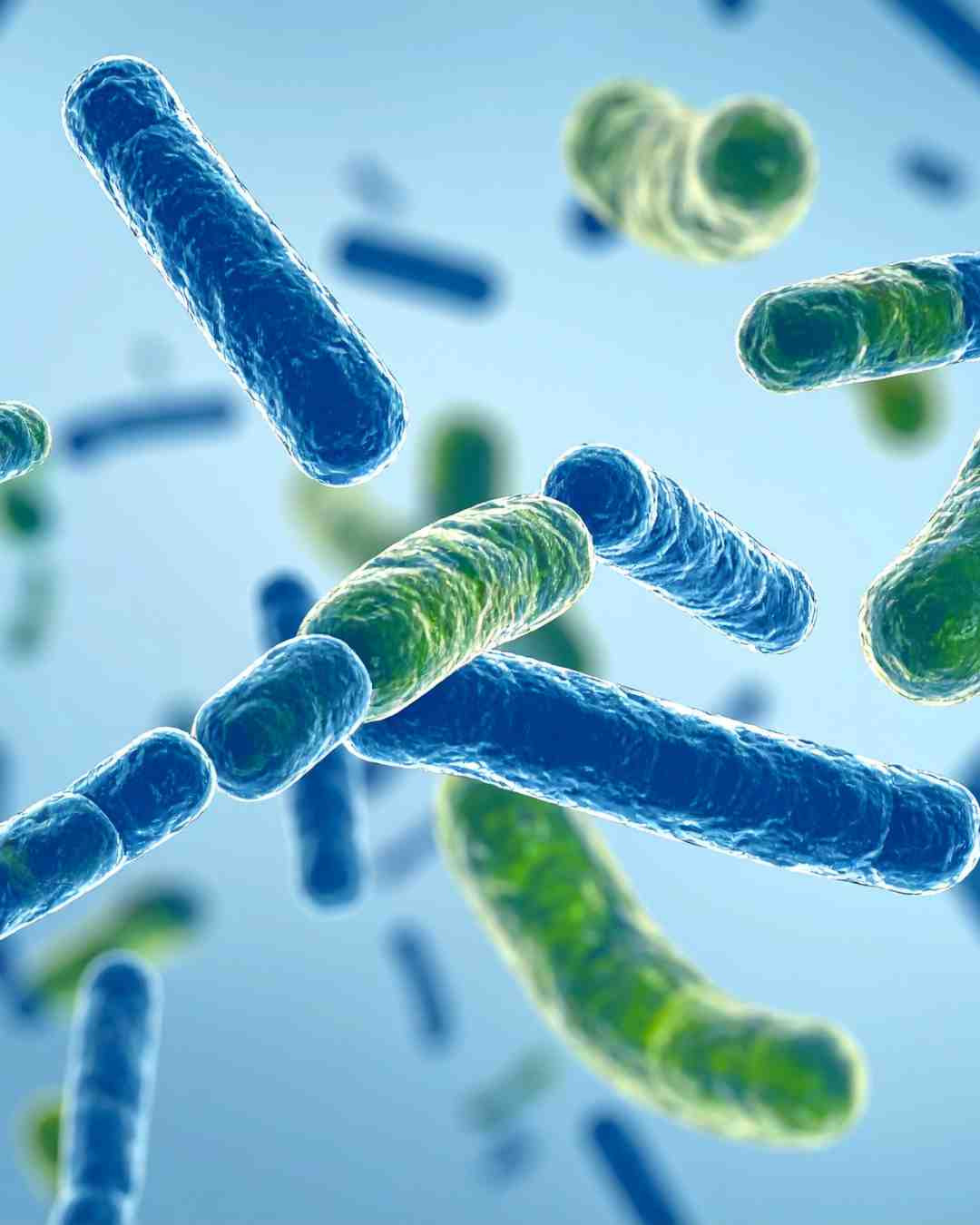 Ilustracija koristnih bakterij (probiotikov) v črevesni mikrobioti pod mikroskopom.